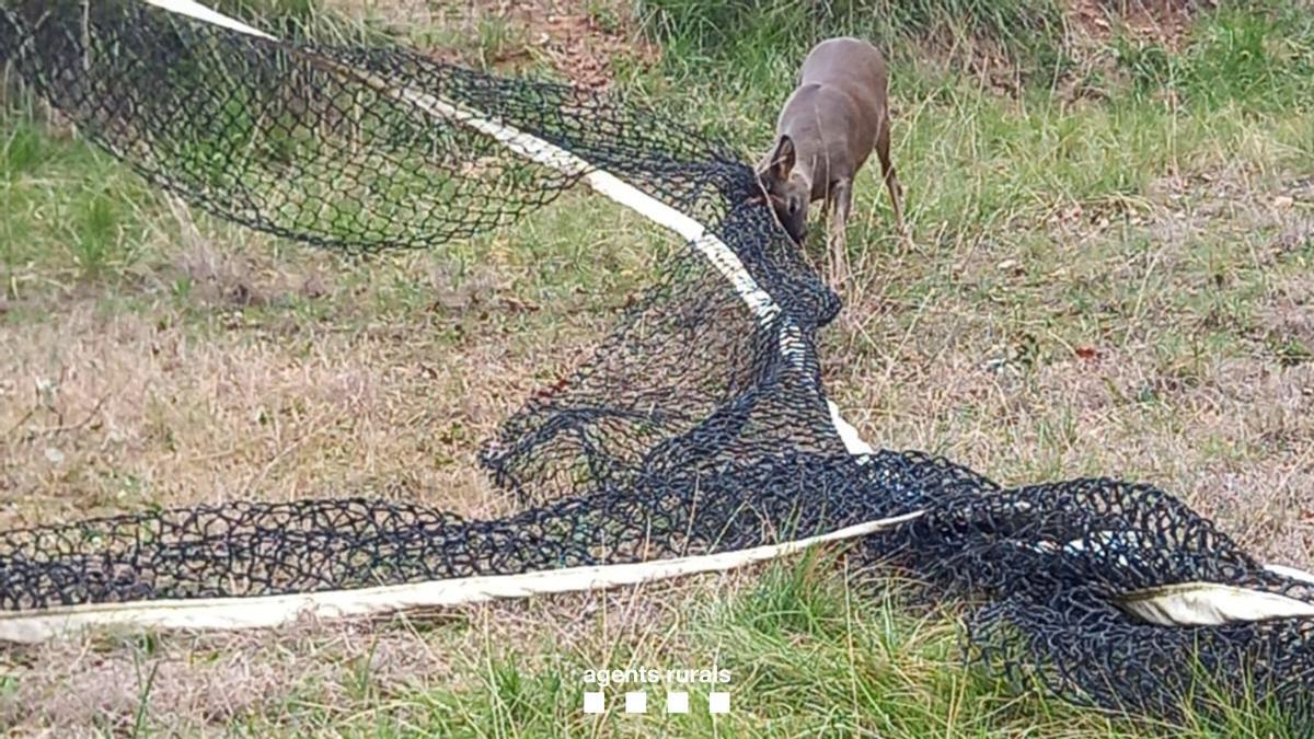 Rescat d’un cabirol que havia quedat atrapat en una xarxa de vòlei, a Mura