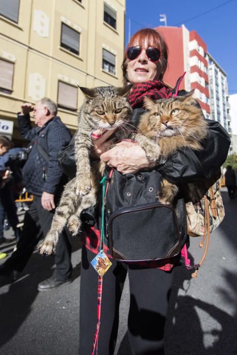 Bendición de animales por Sant Antoni del Porquet