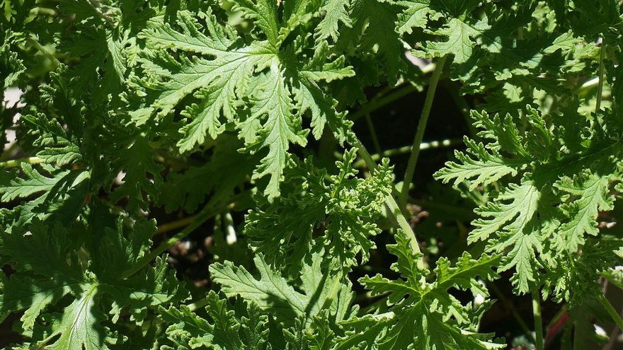 Planta de citronela: así hay que cuidarla en verano