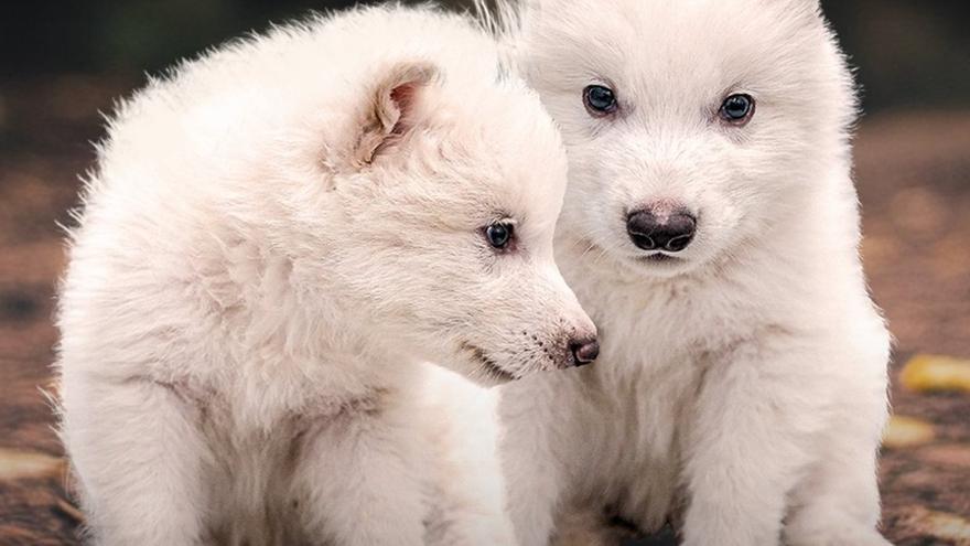 Así son los cachorros de lobo huargo que han &quot;resucitado&quot; 12.500 años después de su extinción