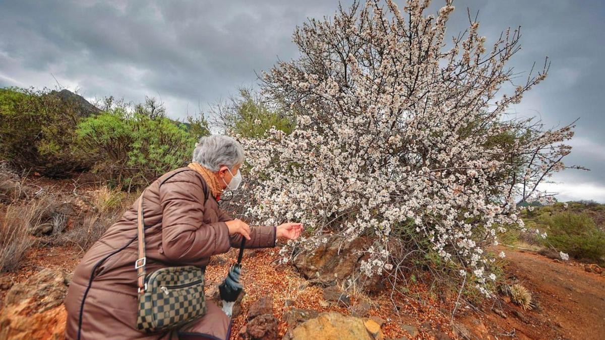 Santiago del Teide florece con los almendros