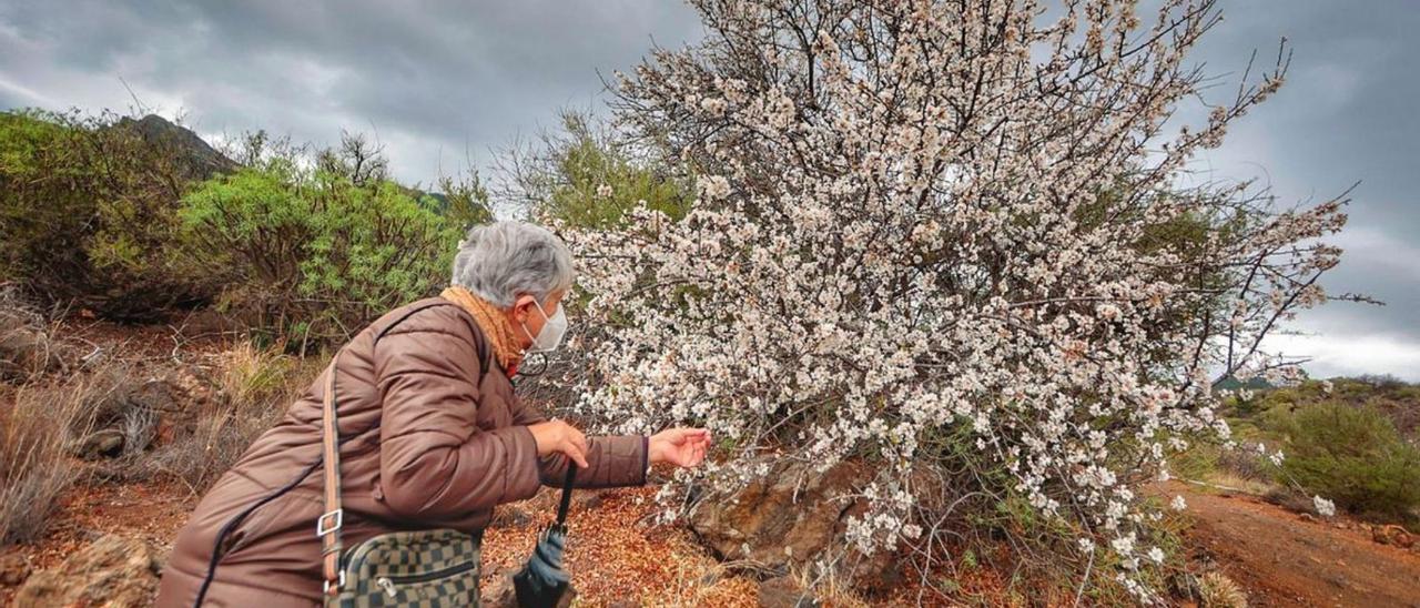 Santiago del Teide florece con los almendros