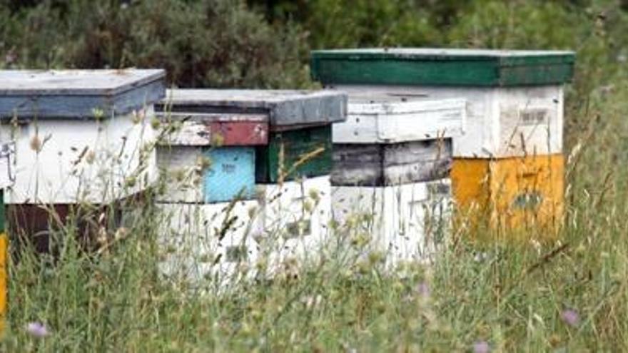 Cau la producció de mel a les comarques gironines