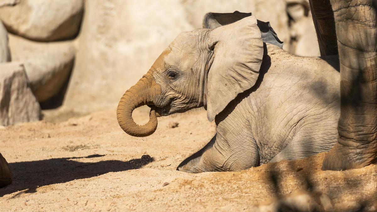 Makena, la primera cría de elefante nacida en Bioparc Valencia, cumple 11 meses en octubre.