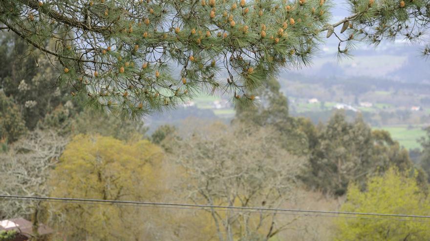 Muere un hombre aplastado por la rama de un árbol en Ourense