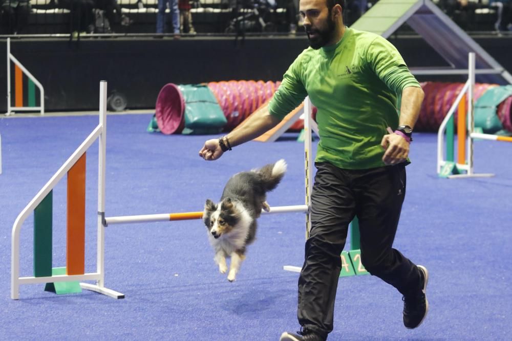 La exposición canina vuelve a contagiar la fiebre perruna en Vigo