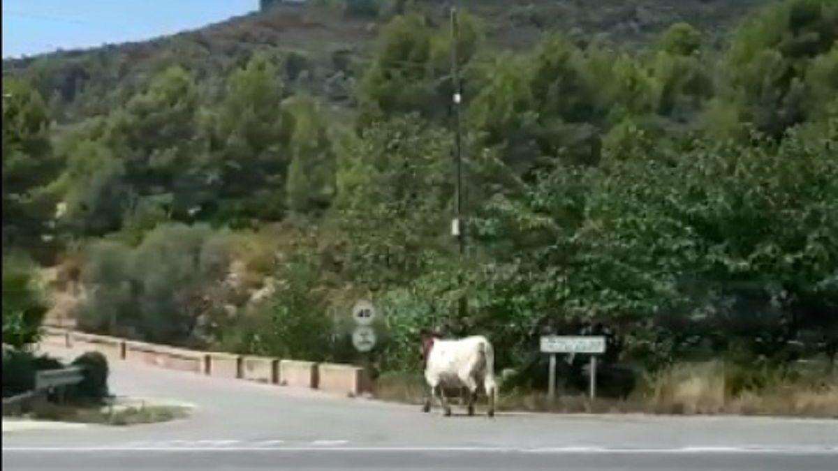 Cinco cabestros se escapan en un encierro con caballos en l'Alcora