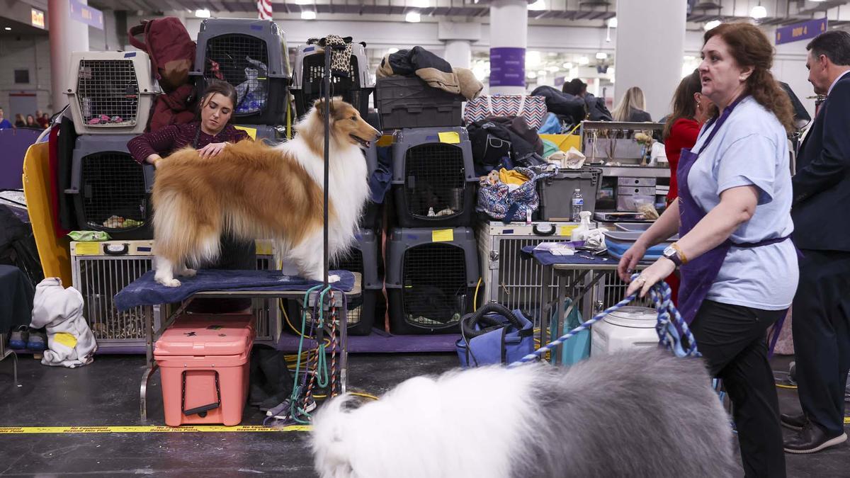 149.ª edición anual de la exposición canina Westminster Kennel Club, en