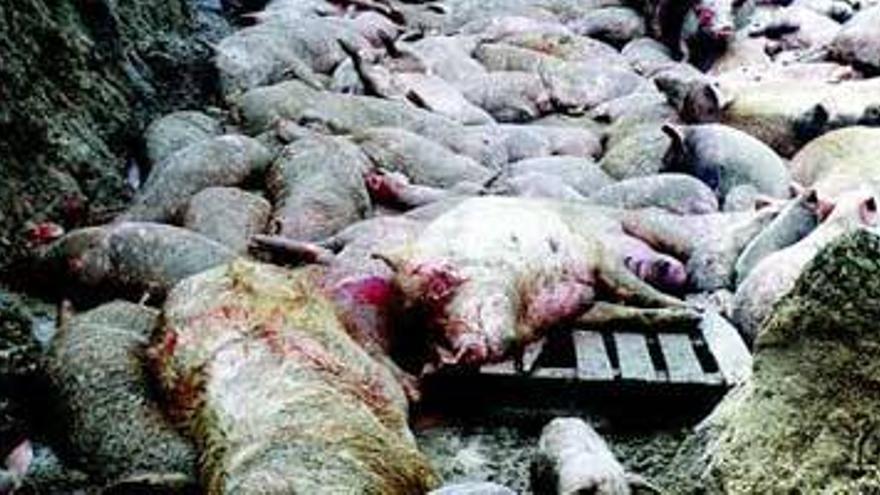 Condenado un ganadero por dejar morir de hambre a sus cerdos