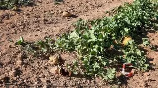 La plaga de jabalíes devora una cosecha de 4.000 kilos de "meló d'or" en Ontinyent