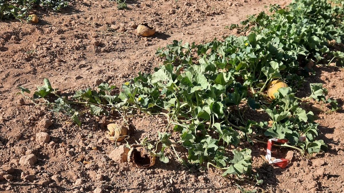 Los jabalíes devoran una cosecha de 4.000 kilos de "meló d'or" en Ontinyent