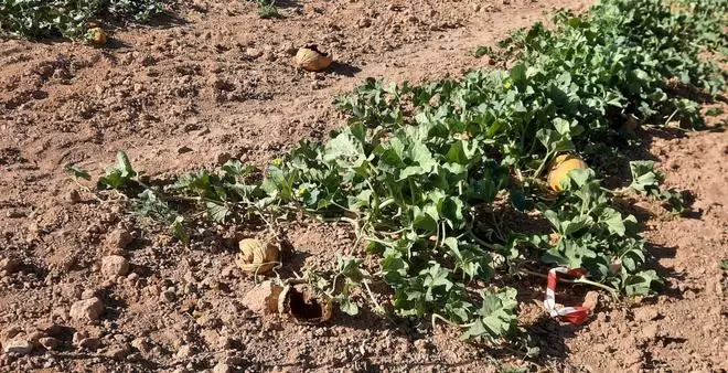 Los jabalíes devoran una cosecha de 4.000 kilos de "meló d'or" en Ontinyent