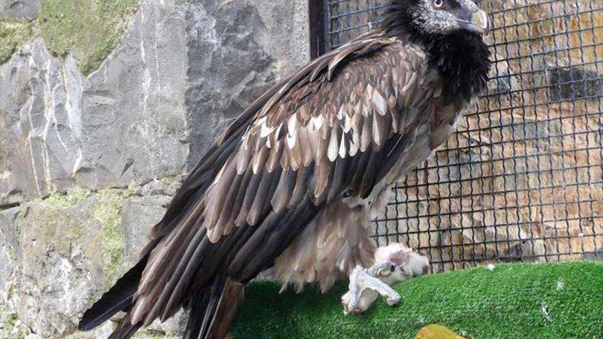 Un ejemplar de quebrantahuesos vive en una jaula del Eco Museo