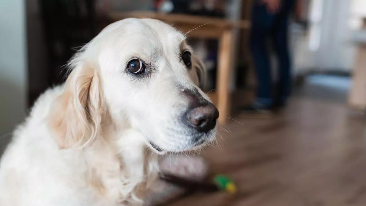 Si tu perro hace estos gestos, significa que te está pidiendo perdón: «Es capaz de detectar que estás enfadado»