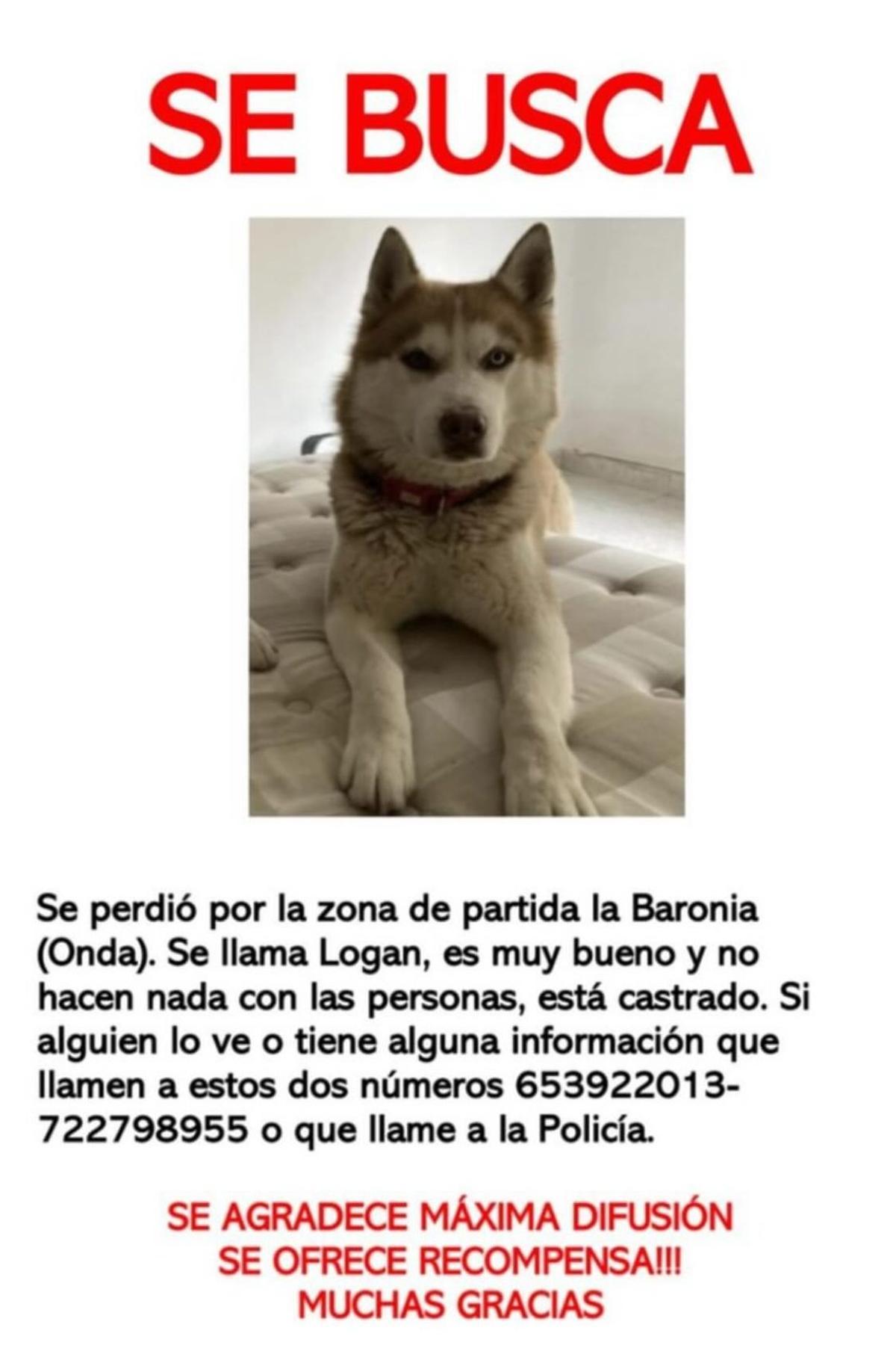 Cartel del perro desaparecido.
