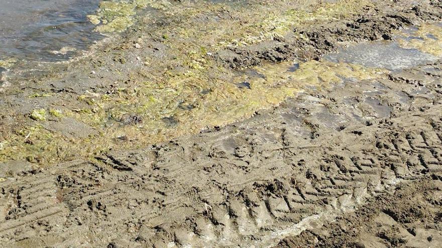 Vecinos de Los Nietos denuncian fango y pulgas en la playa: &quot;Hay quien no se ha podido meter en el agua&quot;