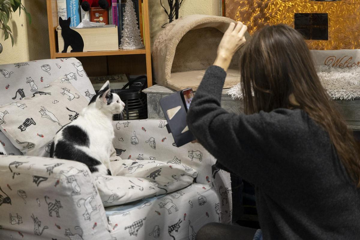 Un gato en un café para felinos inaugurado en Alicante