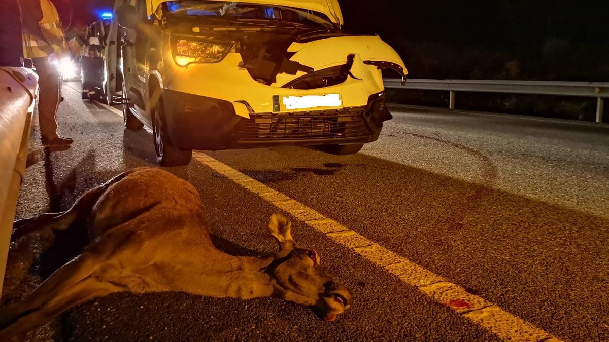 La cierva muerta tras el accidente y el vehículo dañado