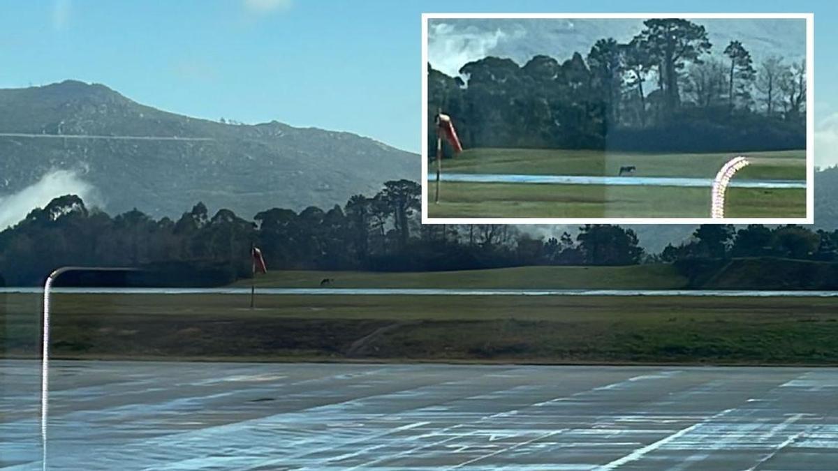 Vista del caballo pastando en las inmediaciones del aeropuerto de Vigo y que alertó a los viajeros.