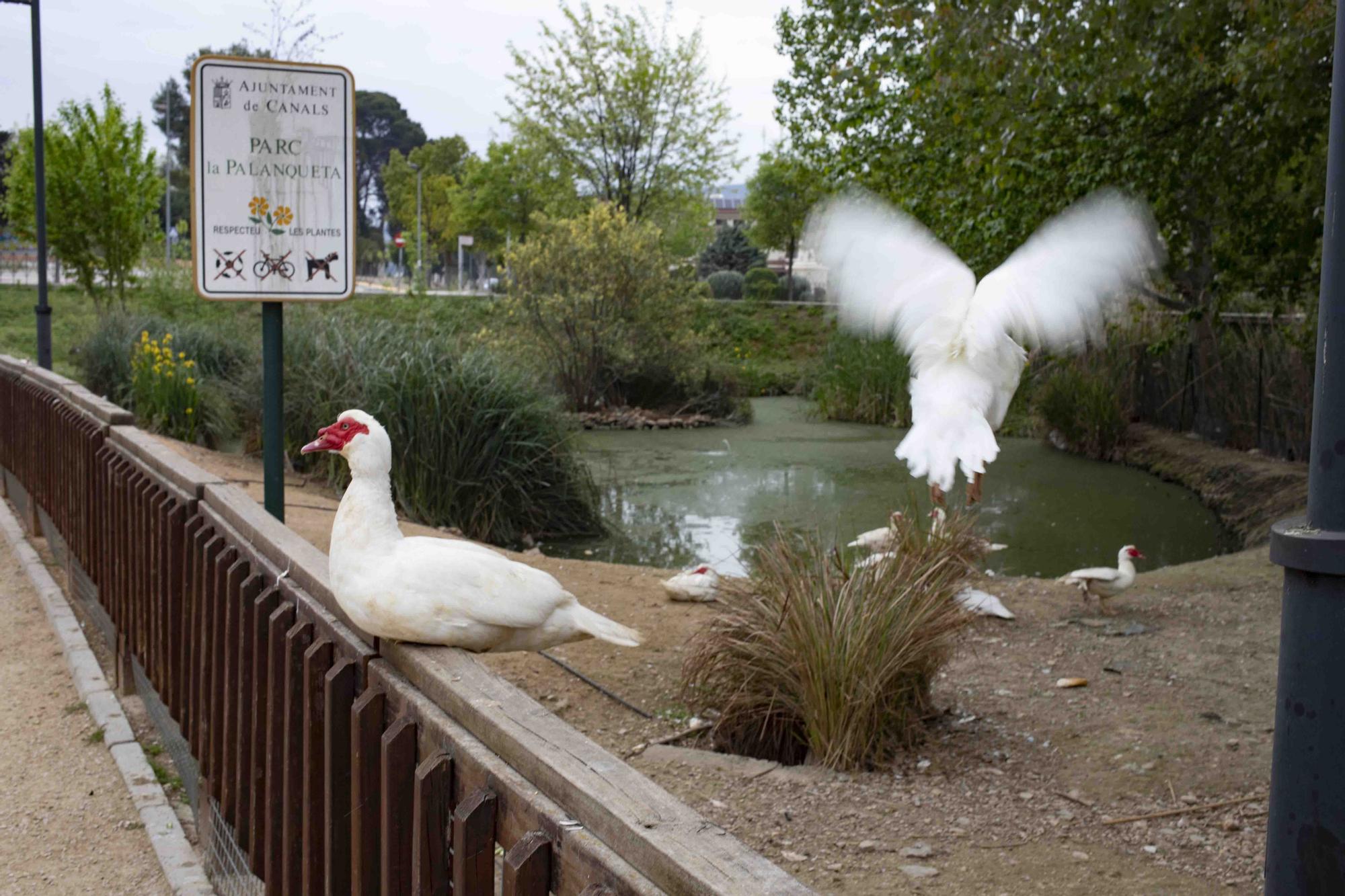 La insalubridad impera en la "charca artificial" de Canals