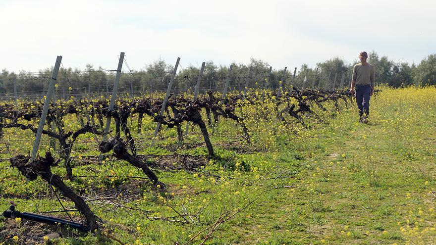 Alertan de que la nueva PAC podría terminar con la viña de Montilla-Moriles