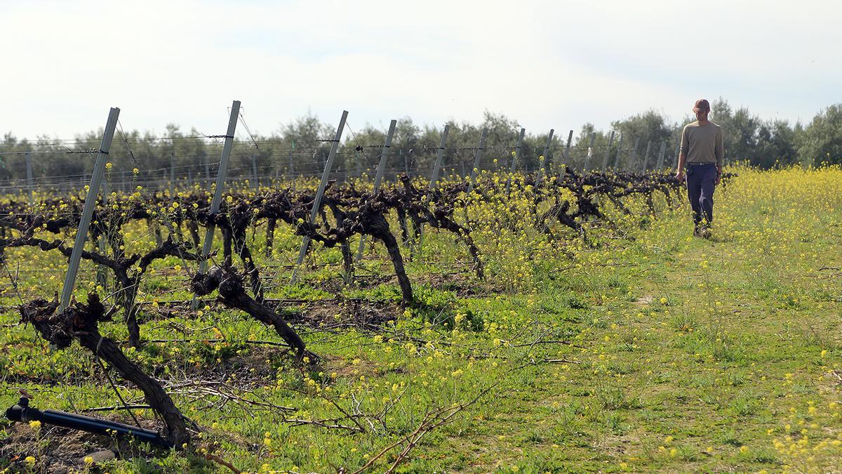 Un joven viticultor recorre un viñedo con cubierta vegetal en el término municipal de Montilla.