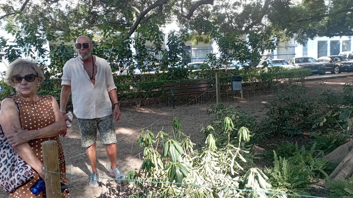 Chefleras plantadas para la inauguración de la escultura del padre de Picasso, y ya mustias, denuncian los vecinos y usuarios de la plaza de El Ejido.