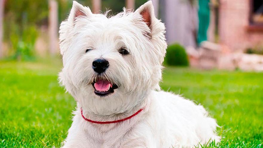 Un West Higland Terrier como «Cachas».