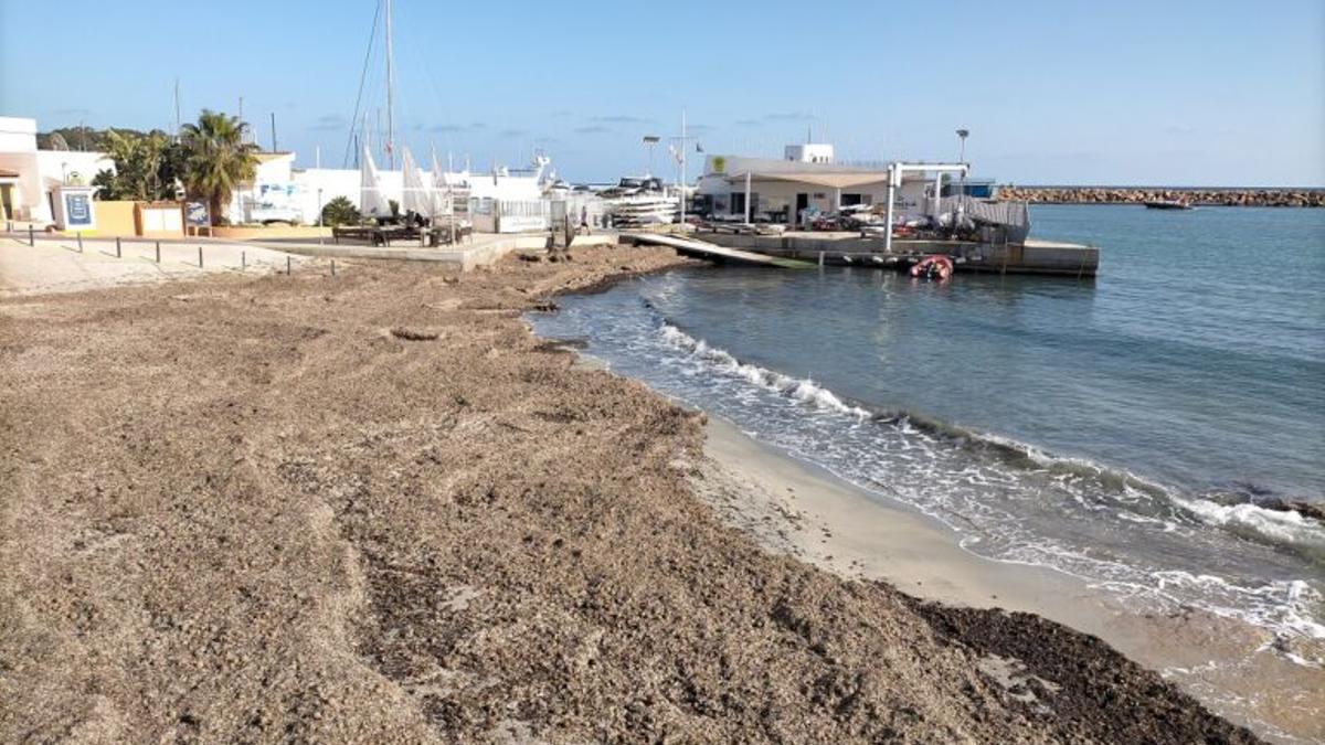 Campaña para preservar la posidonia seca de las playas alicantinas