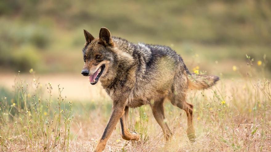 ASAJA defiende al Principado e insta al Ministerio a enviar los datos del lobo a la UE: "Con mentiras no se protege la biodiversidad, se abandona al medio rural"