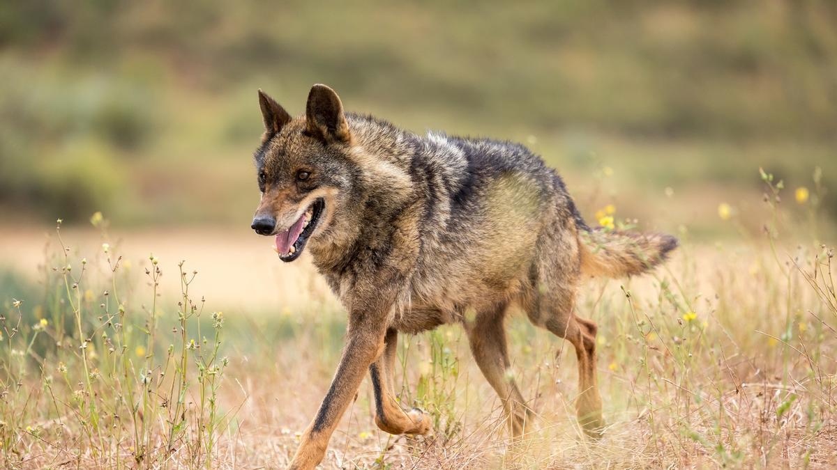 Ejemplar de lobo ibérico en su medio natural