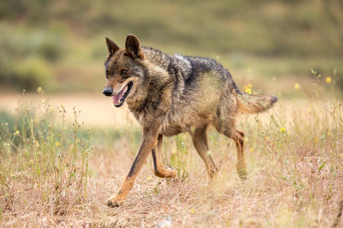 Ejemplar de lobo ibérico en su medio natural