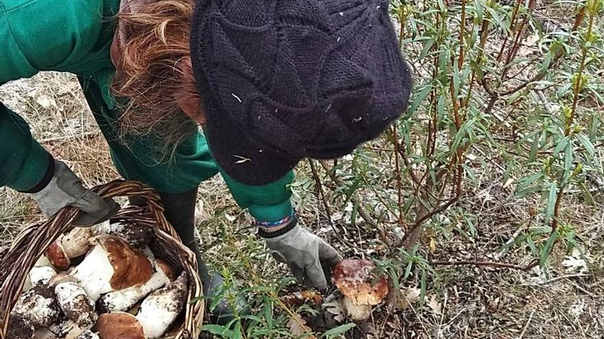 Recogida de boletus en el bosque.