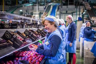 El sector frutícola extremeño busca afianzarse como referencia europea