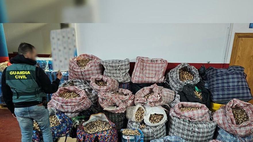 Tres detenidos en Los Alcázares por robar más de medio millar de kilos de adormidera para traficar en Estados Unidos