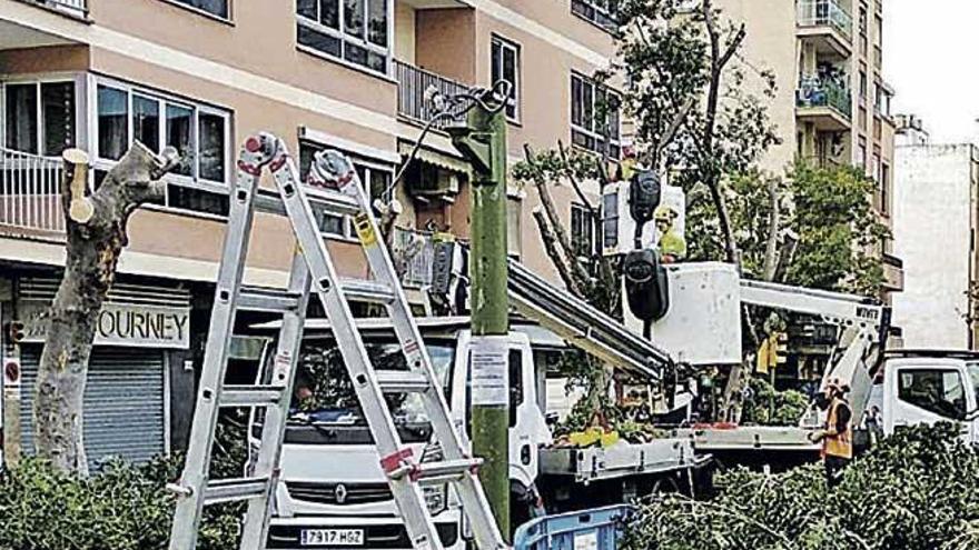 Talan cuatro ficus de la plaza de Pere Garau tras el desplome del miércoles