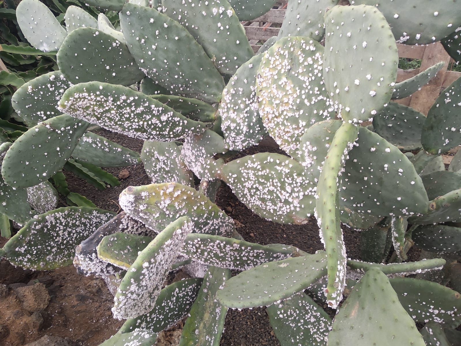 Plaga de cochinilla mejicana en las tuneras de Guatiza