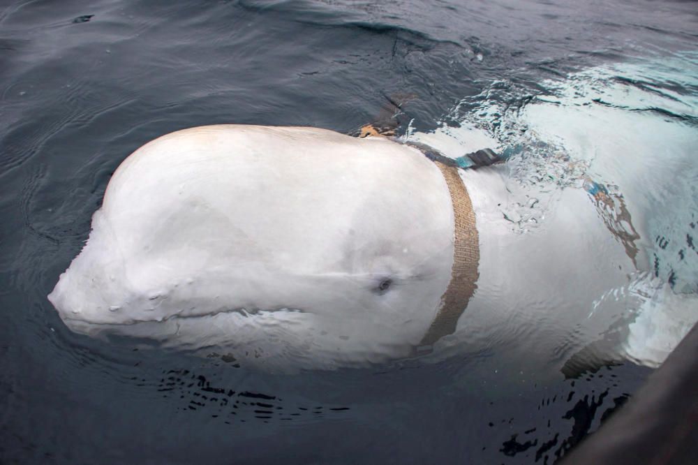 A white whale wearing a harness is seen off the ...