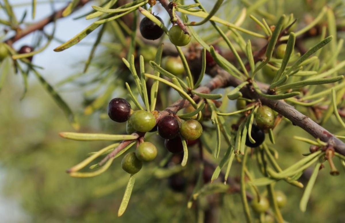 Se han analizado 20 fincar de olivar en Andalucía.