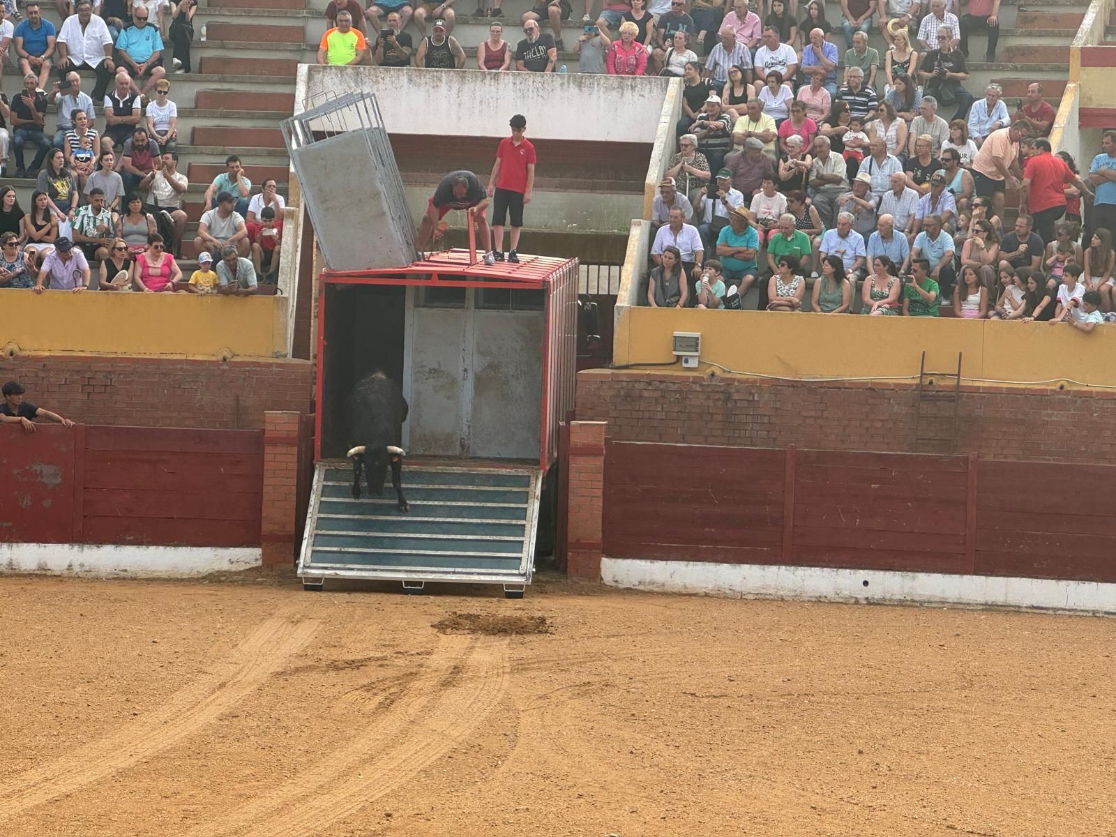 GALERÍA | Presentación de los toros de las fiestas de Fuentesaúco