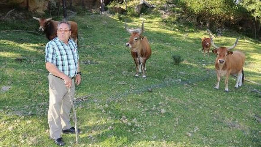 Una de las reses tras parir a su cría, hace solo unos días. // FdV