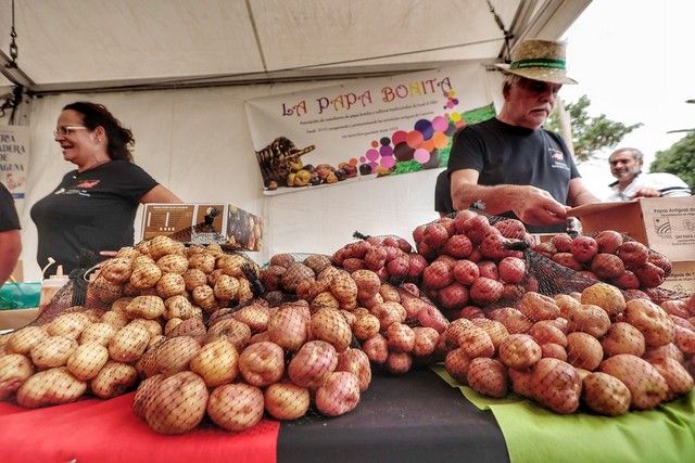 Feria de ganado y procesión por las Fiestas de San Benito en La Laguna, julio 2022