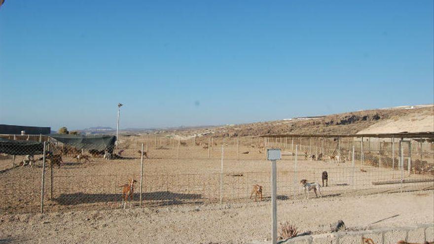 Animales en el Centro de Tierra Blanca, en Fasnia