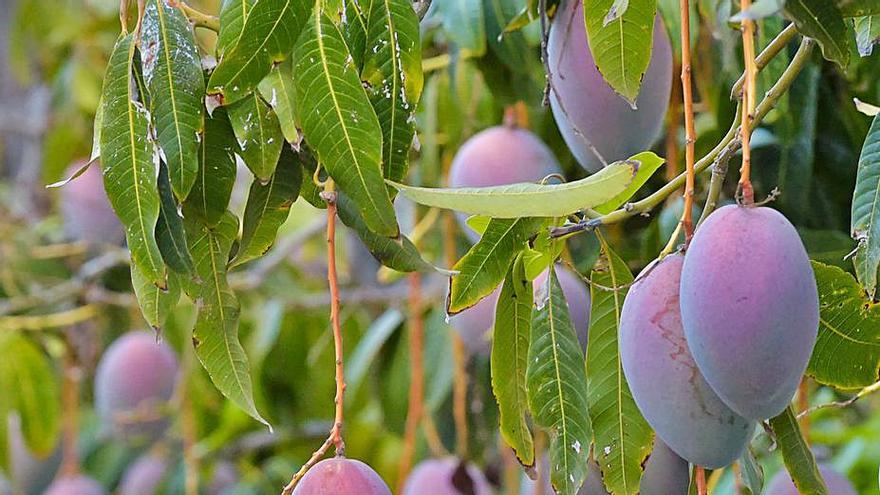 Mangos en una finca en Mogán. 