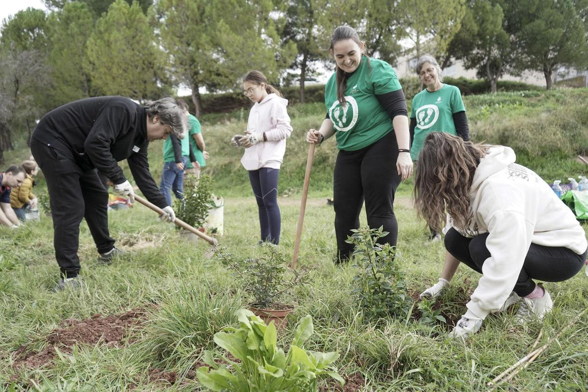 Plantada d'arbres, el novembre del 2024, per crear el bosquet de Sant Joan