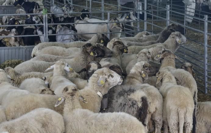 ARUCAS GRAN CANARIA A 27/05/2017. Feria de Ganado en la Granja del Cabildo de Gran Canaria. FOTO: J.PÉREZ CURBELO