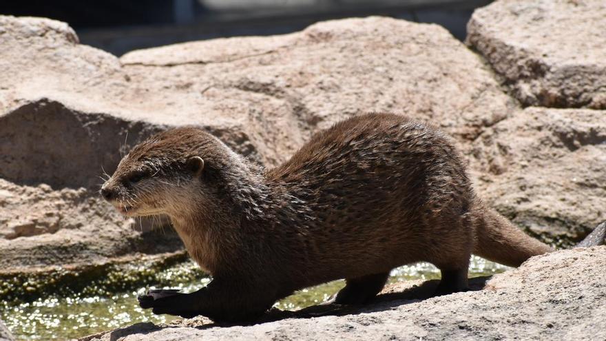 Terra Natura amplía su 'flota' de nutrias