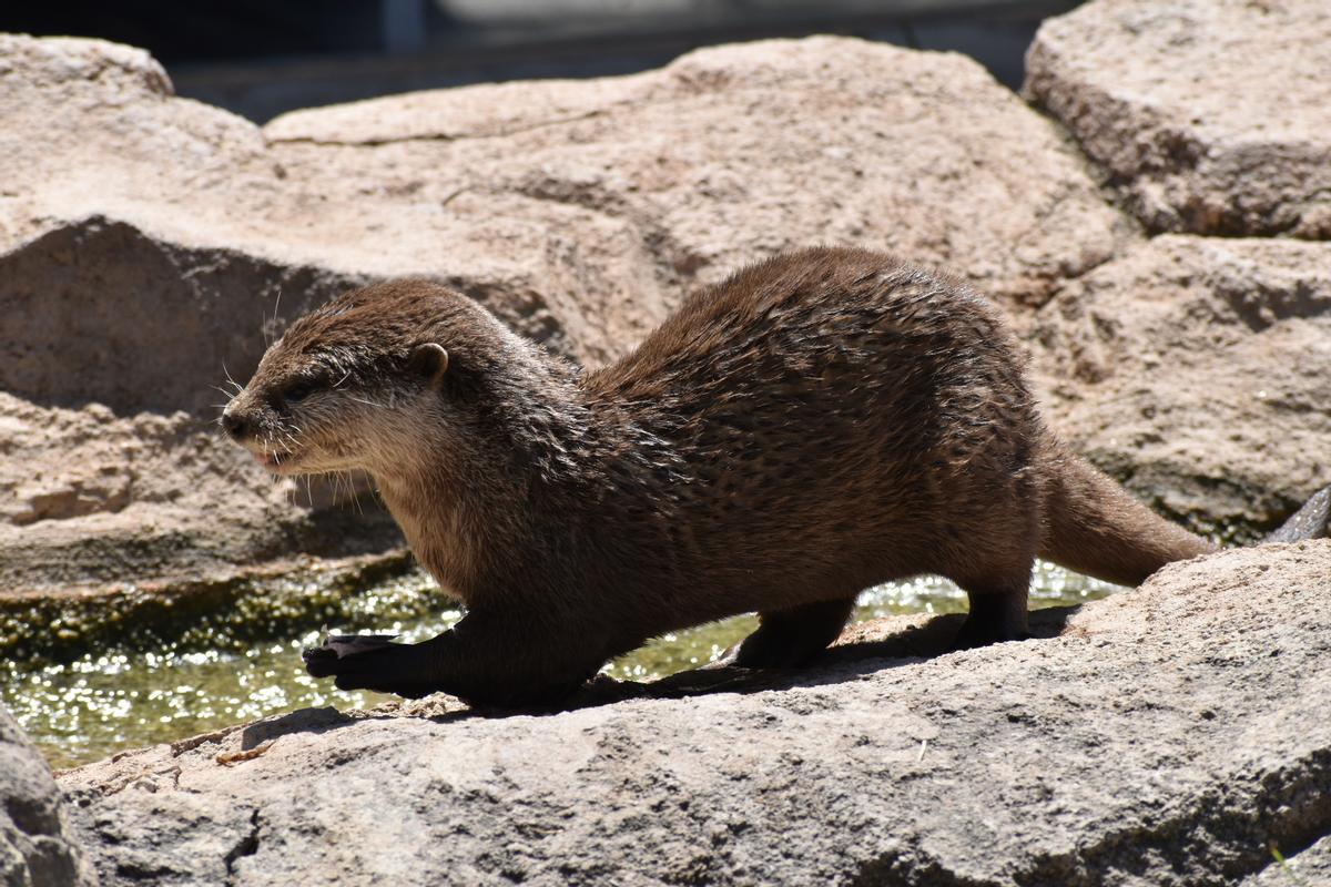 Ejemplar de nutria asiática.