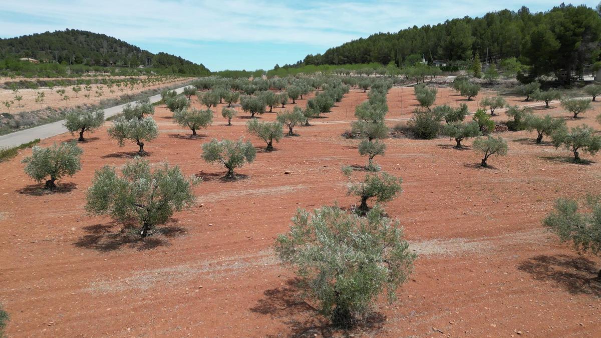 Otro de los objetivos es la creación de huella digital del aceite de oliva que garantice la inmutabilidad de los datos.