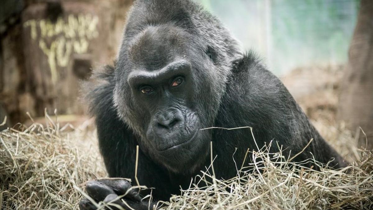 amadridejos36910894 colo  the oldest gorilla born in captivity  sits in straw at170117201713